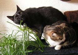 thumbs/Katzengras2.jpg